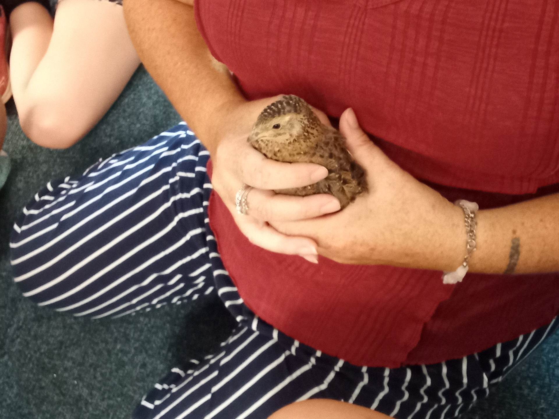 What a Quail-ity Surprise!